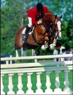 Its The Business- Showjumping Stallion